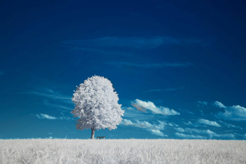 Baum im Schnee